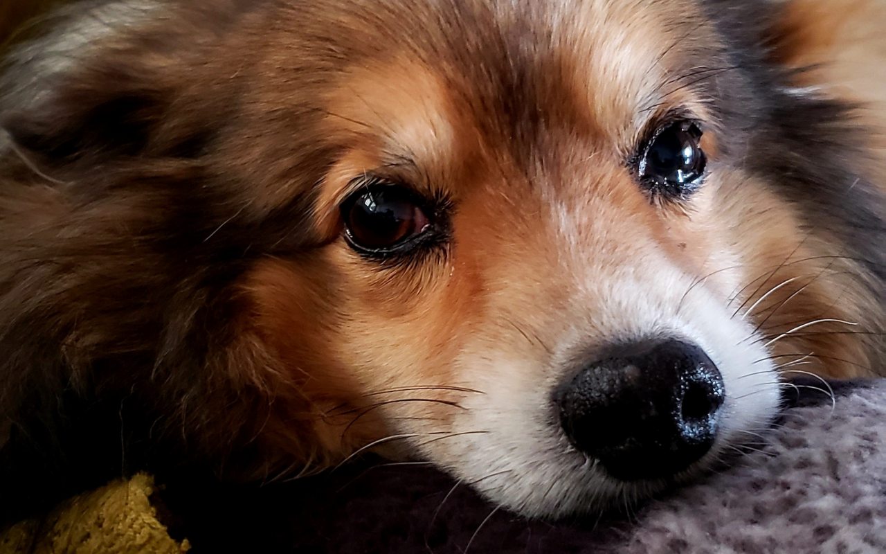 cagnolino con lo sguardo dolce