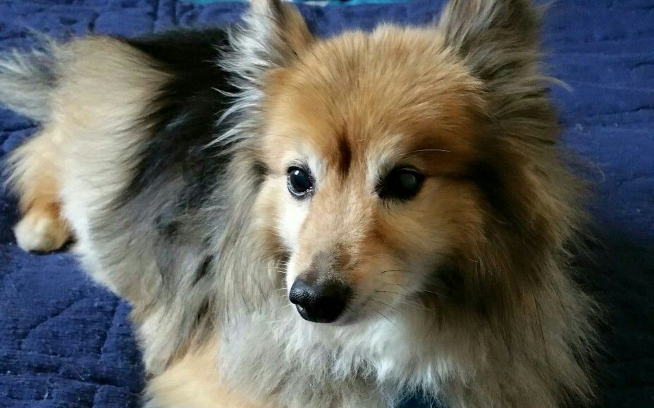 cagnolino disteso in casa