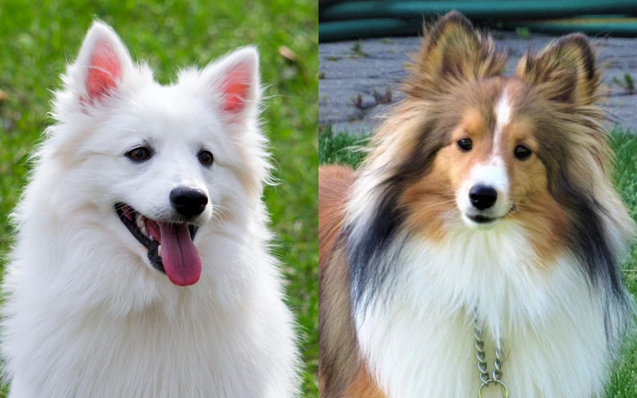 American Eskimo Dog e Shetland Sheepdog