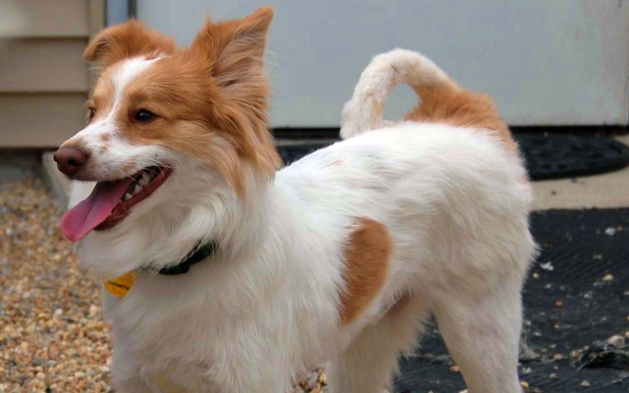 cagnolino bianco e rosso