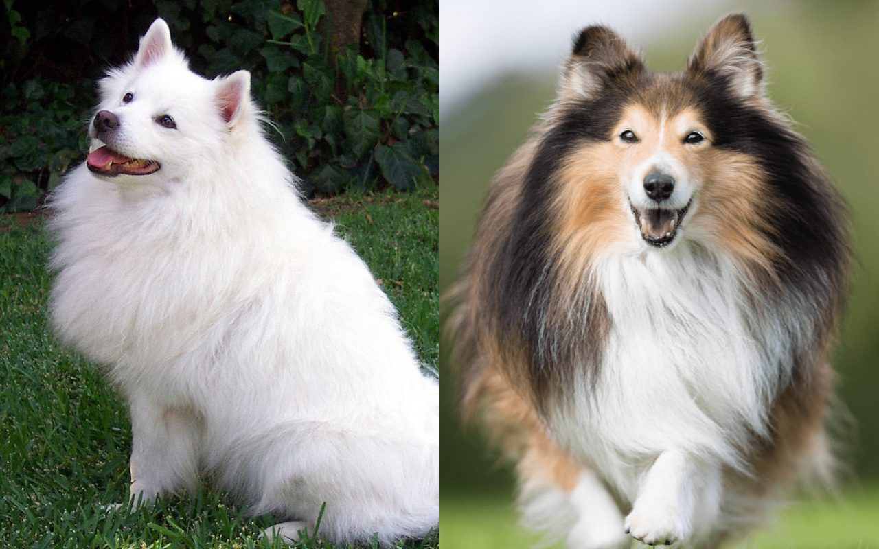 American Eskimo Dog e Shetland Sheepdog