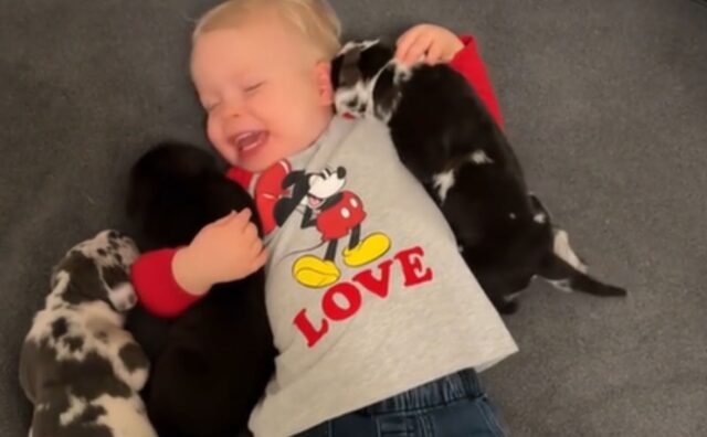 La mamma umana mostra a tutti come il suo bambino piccolo sia il più grande amico dei cuccioli di cane (VIDEO)