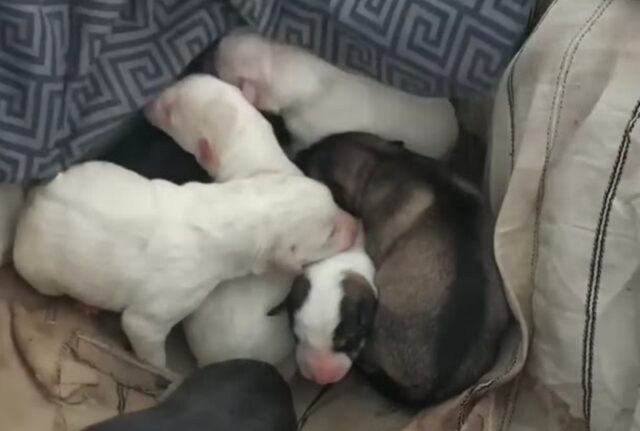 Mamma cane ha dato alla luce i suoi cuccioli nella neve e poi ha pianto sperando che qualcuno potesse aiutarli