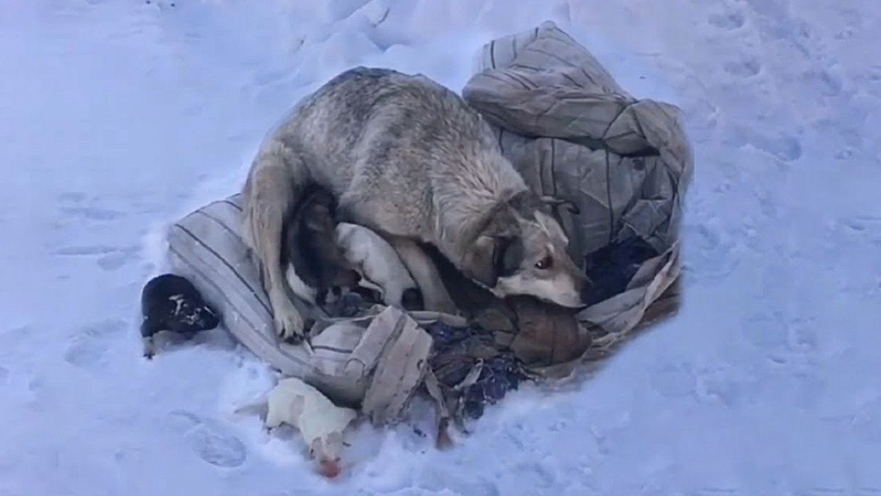 mamma cane con cuccioli nella neve
