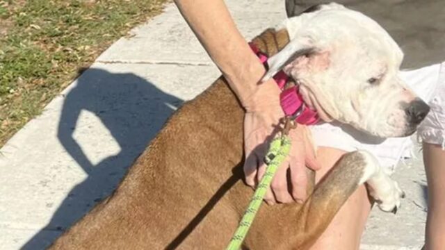 Mamma e cuccioli lasciati al rifugio per essere soppressi: ecco cosa è successo dopo