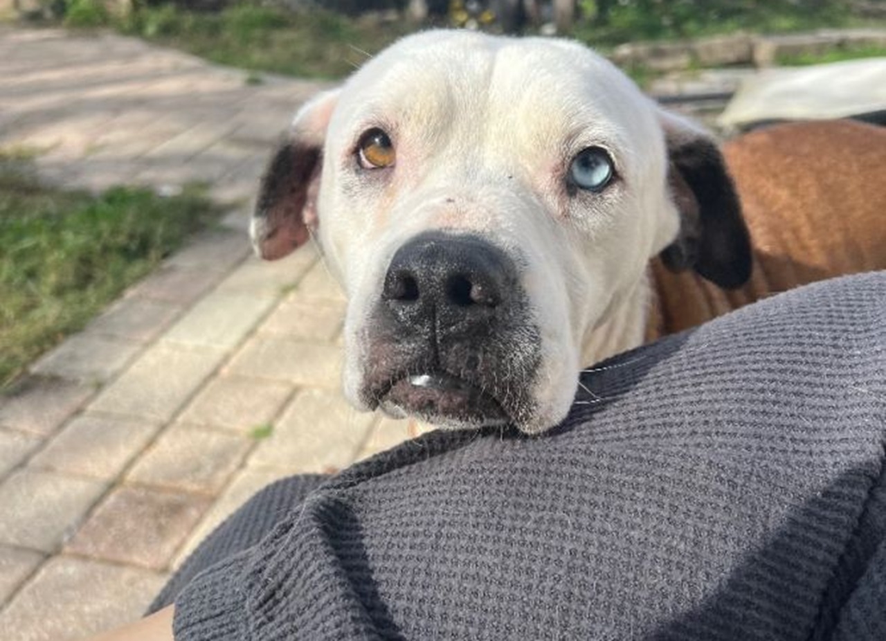 Sguardo triste del cane