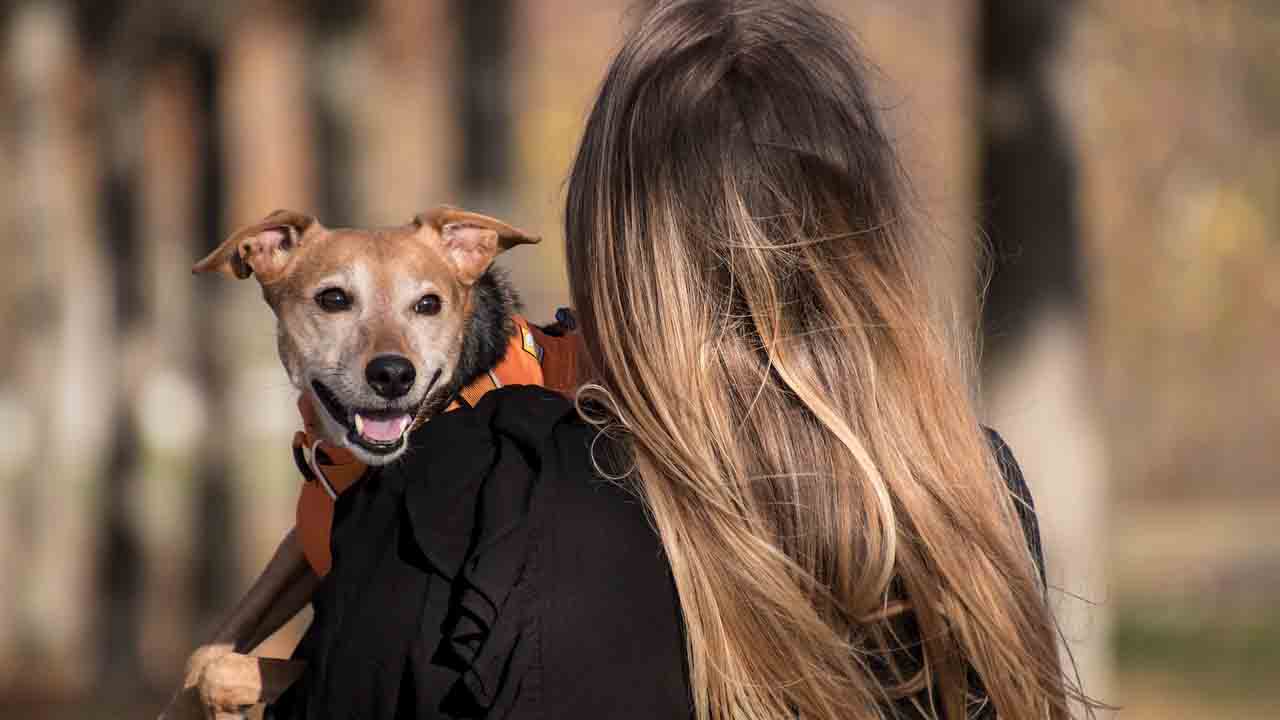 Cane in braccio alla mamma umana