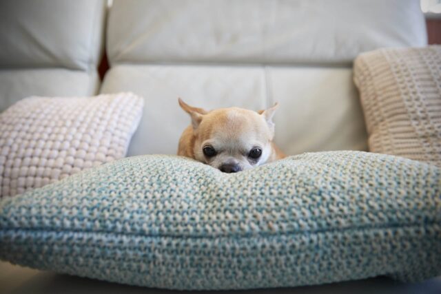 Tutti i pericoli per il cane a Pasqua