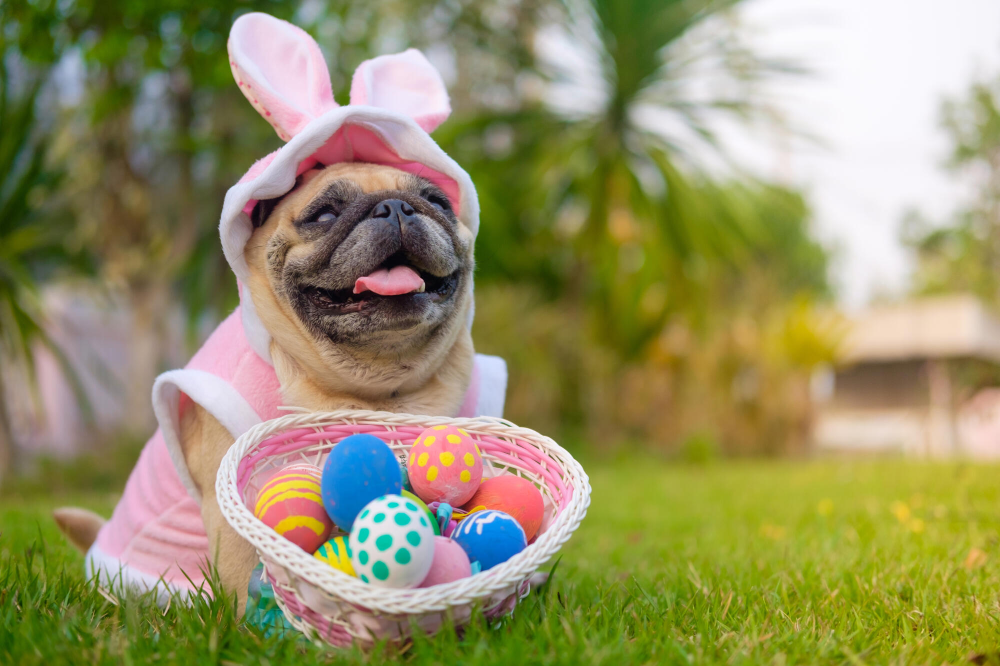 cane vestito da coniglio a pasqua