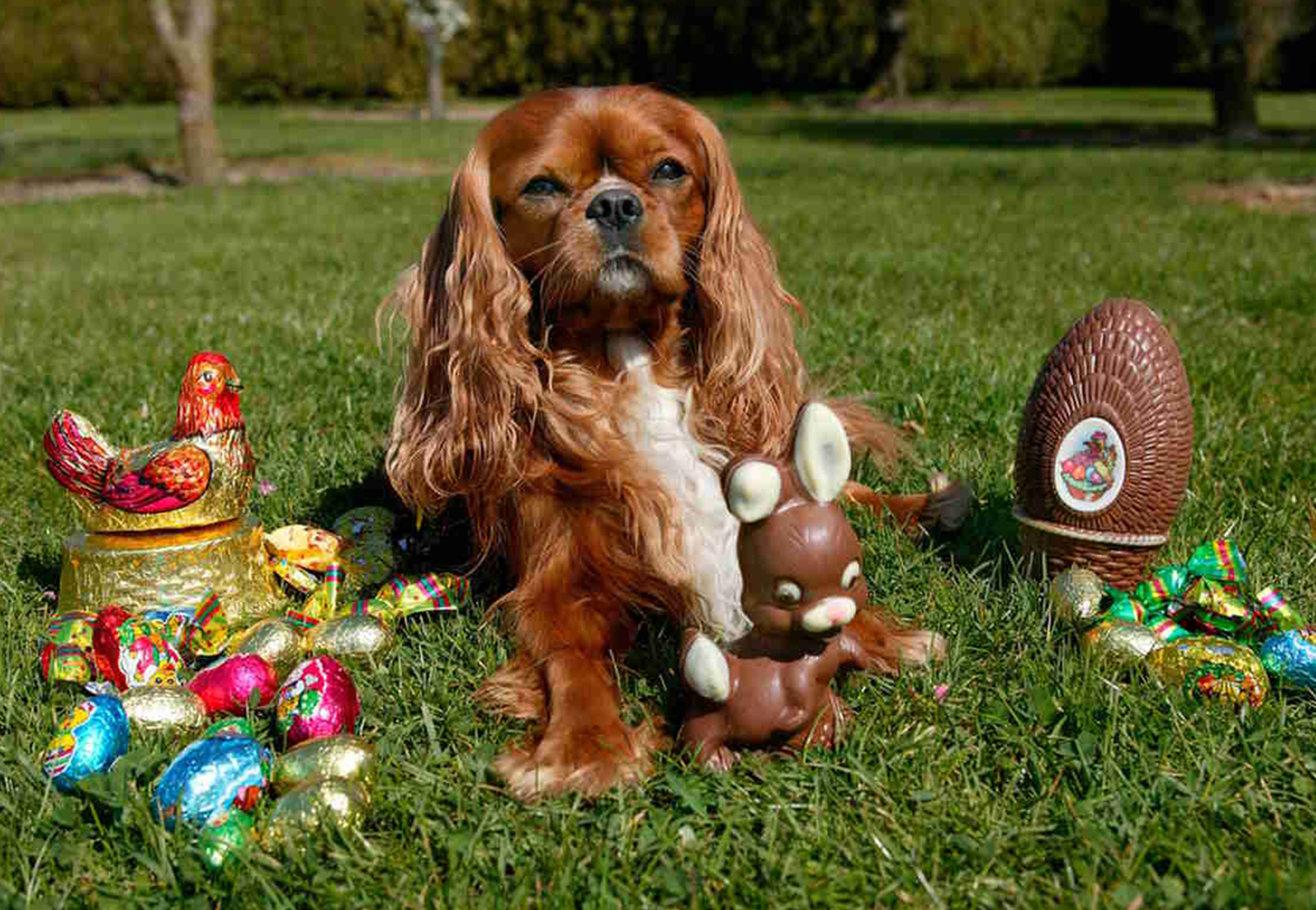 cane in giardino con uova e decorazioni pasquali