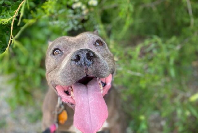 Il Pit Bull stringe un amicizia speciale con lo scoiattolo e chiunque li vede rimane di stucco