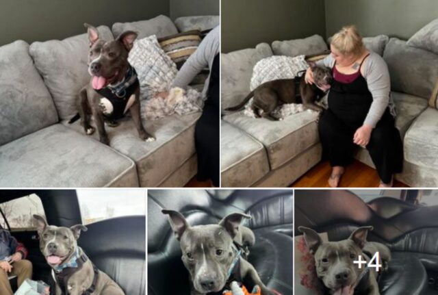 Oltre le più rosee aspettative: questo cane appena adottato arriva nella sua nuova casa dopo un giro in limousine