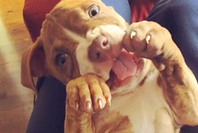 Questo piccolo cucciolo di Pit Bull ha trovato il modo più tenero per attirare l’attenzione di una coppia