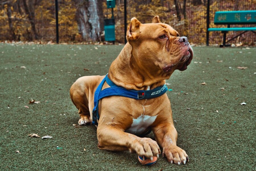 Pitbull con la pettorina