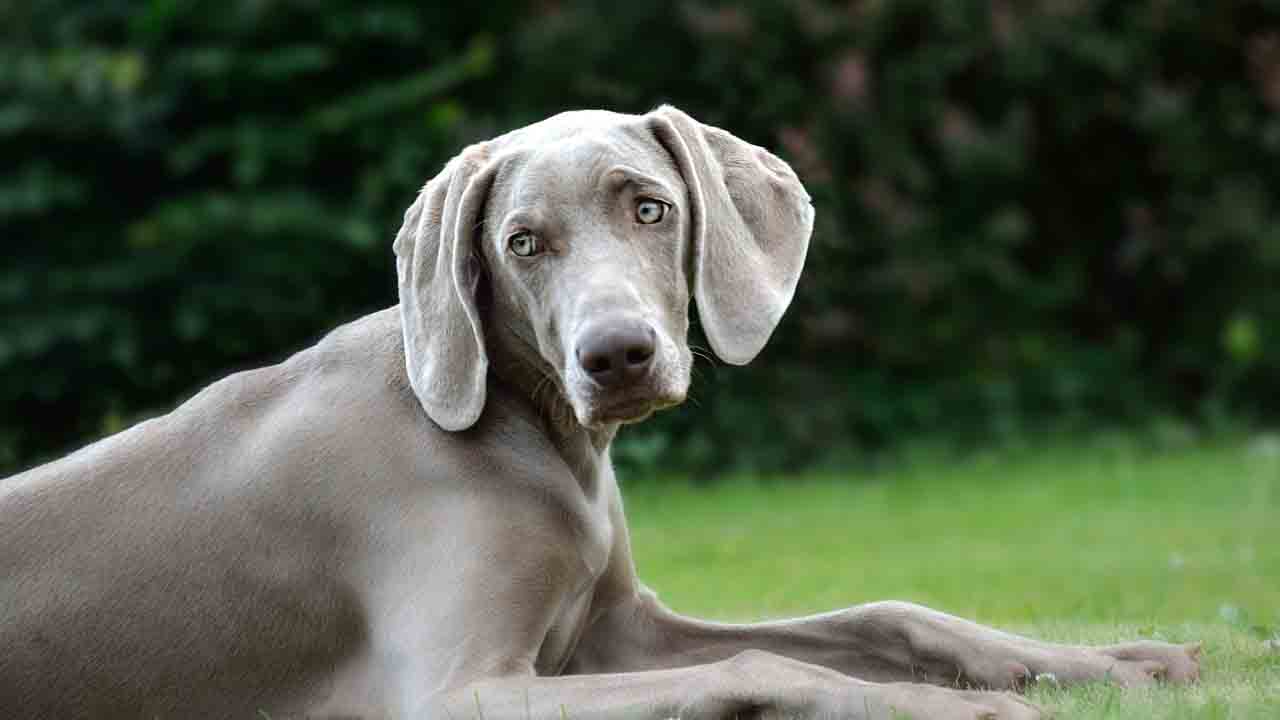 Weimaraner nel prato