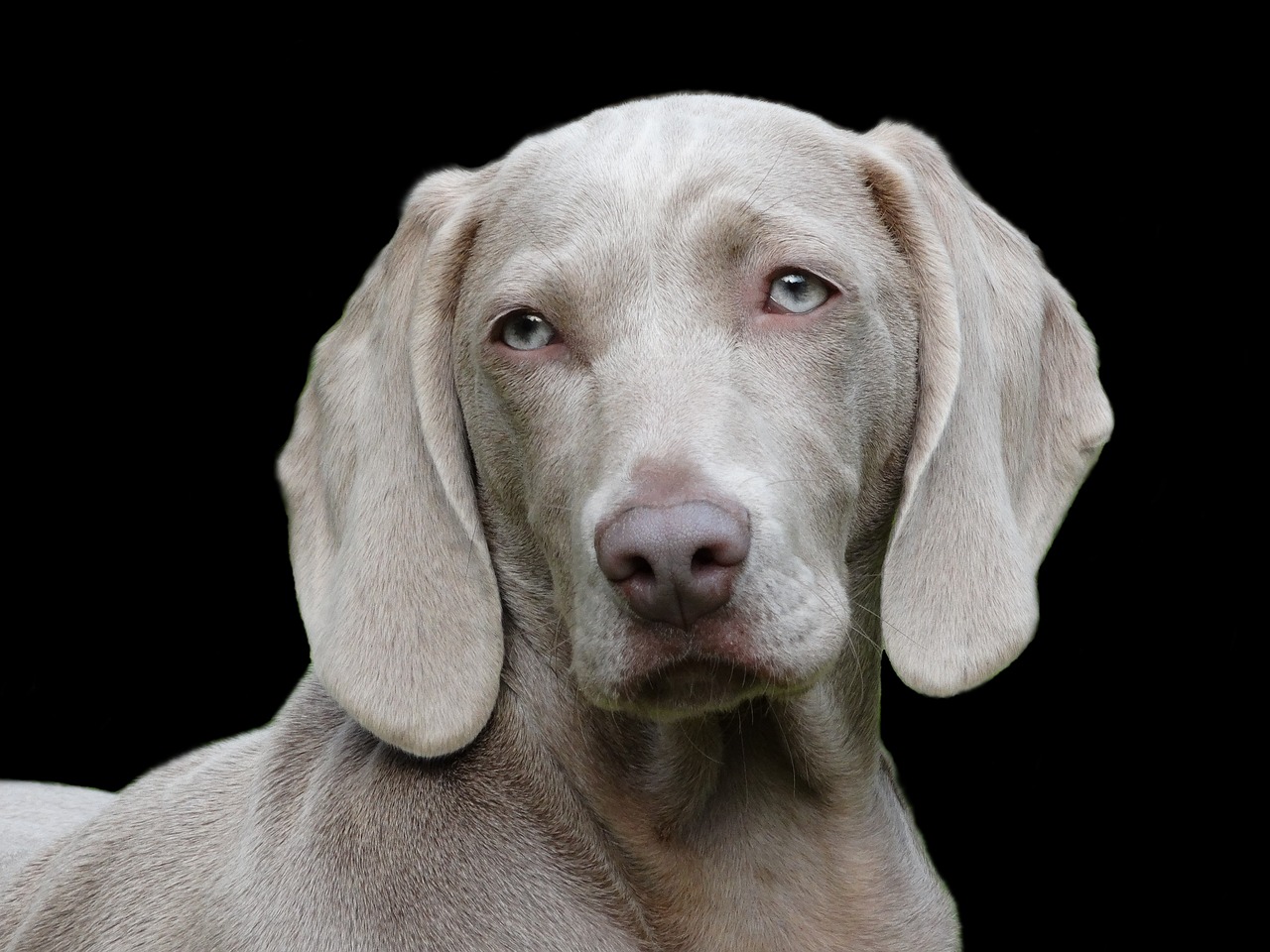 Weimaraner dal pelo grigio