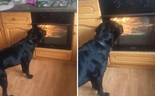 Il Labrador viene sorpreso a guardare il suo “programma preferito”: le pizze che cuociono nel forno (VIDEO)
