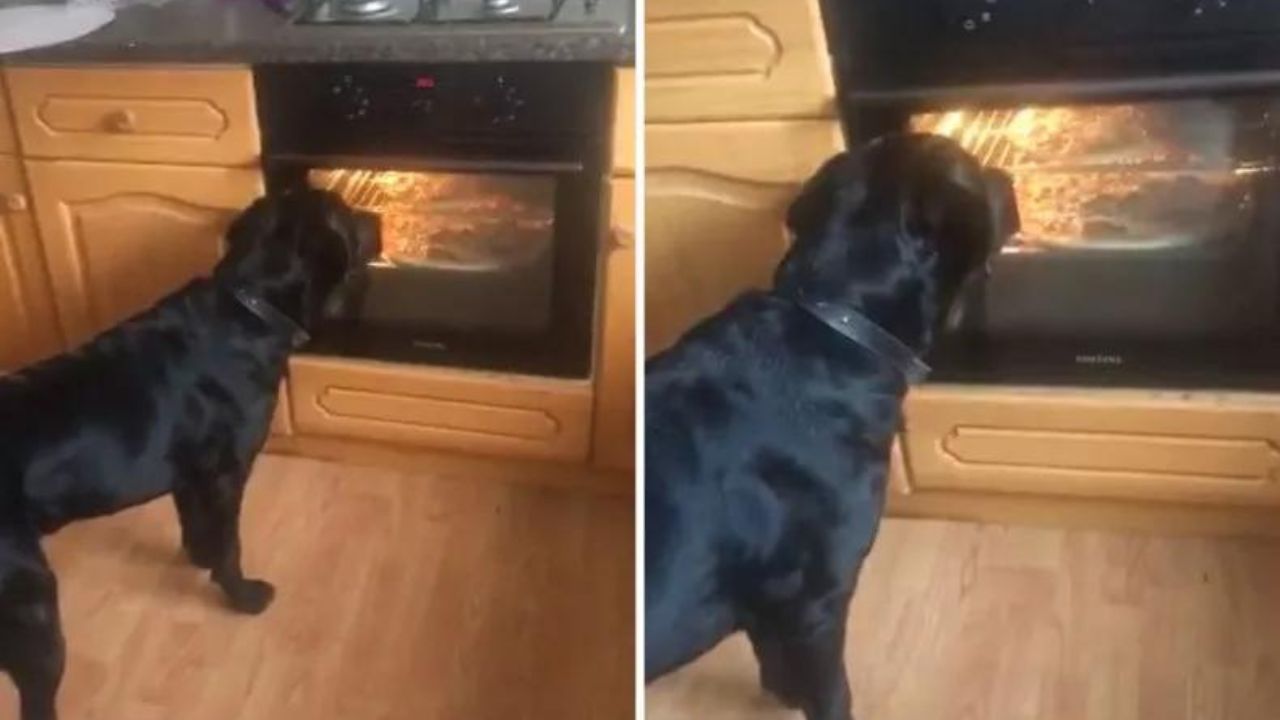 cane guarda il forno