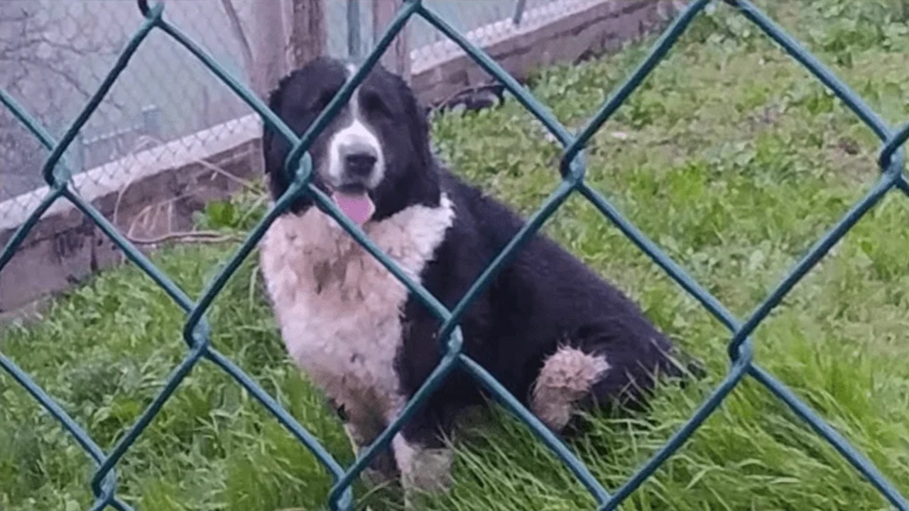 Cane di razza pastore dell'asia centrale