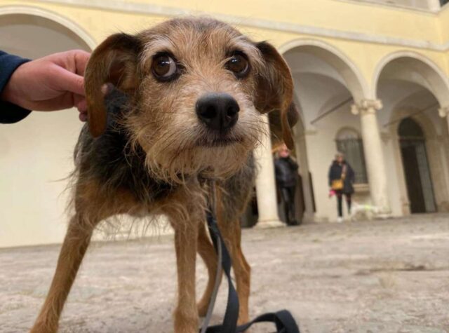 Il cane di Teodoro Ullasci in giro per la città, cerca ancora il suo padrone morto