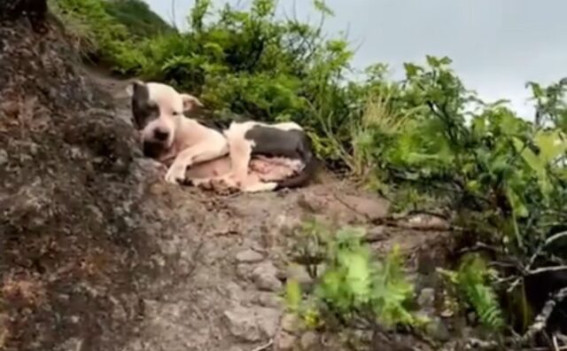 Quest’uomo è un eroe: è riuscito a salvare con coraggio un cane che si trovava su una scogliera alta 300 metri (VIDEO)
