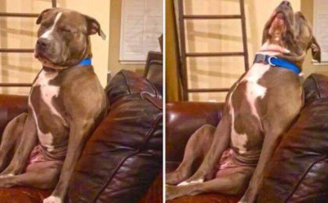 L’adorabile Pitbull ci prova con tutte le sue forze, ma non riesce proprio a stare sveglio (VIDEO)