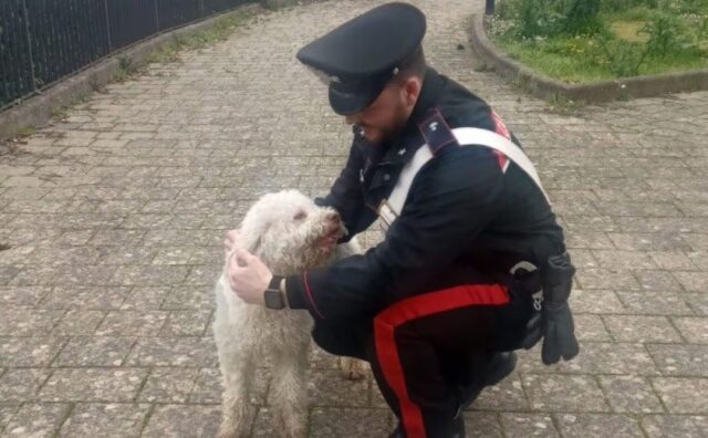 Lo hanno rubato alla vigilia di Natale, ora il cane è tornato: la storia a lieto fine del Lagotto Romagnolo