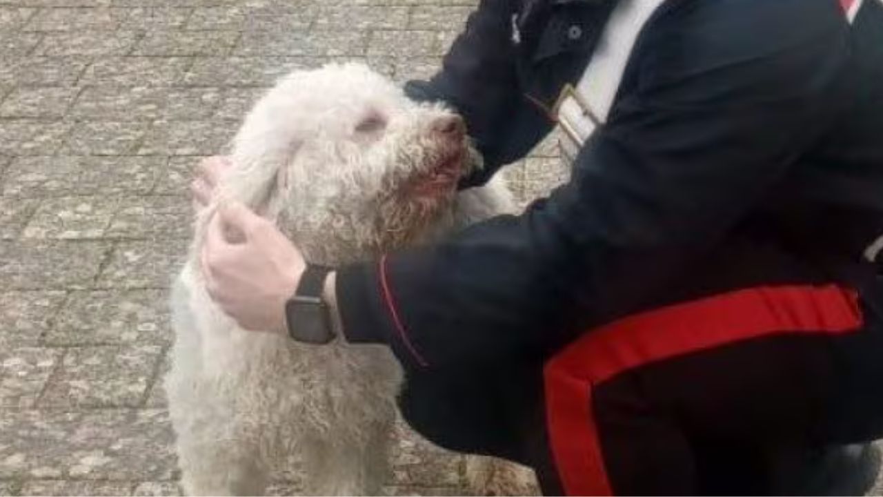 cane lagotto