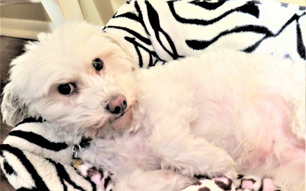 cagnolino bianco disteso nella sua cuccia