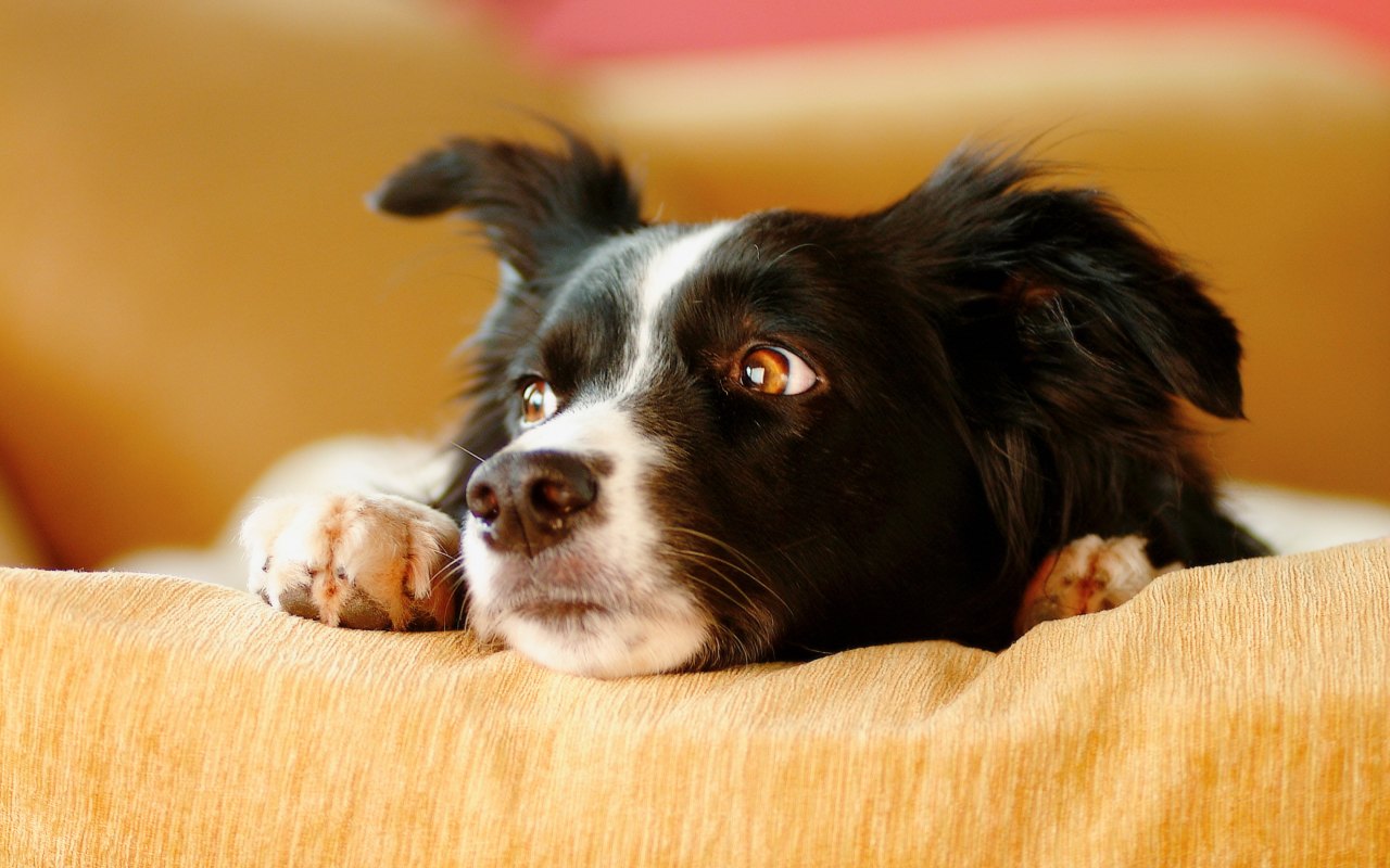 cagnolino sul divano