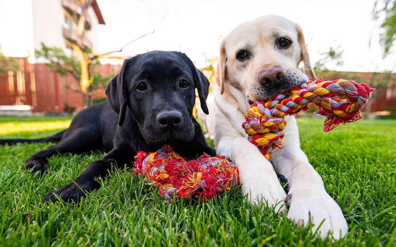 cuccioli di cane che giocano in giardino