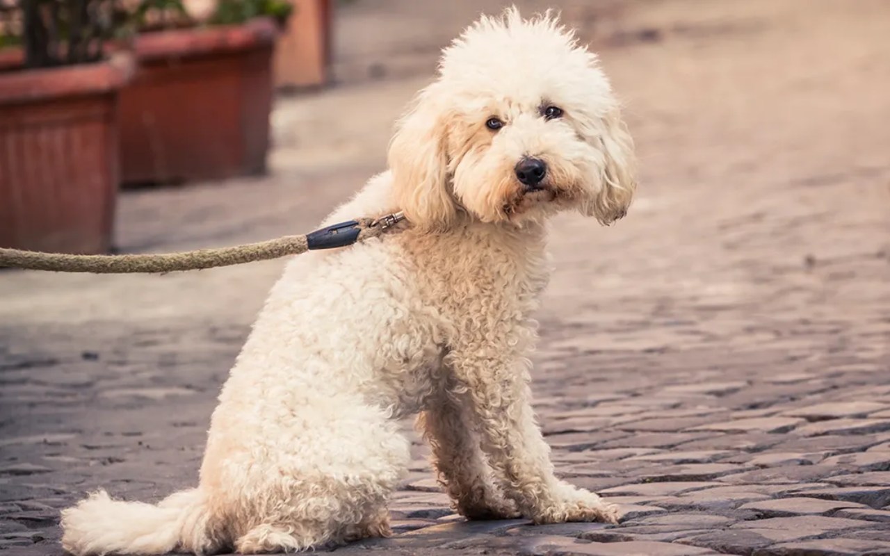 cane al guinzaglio