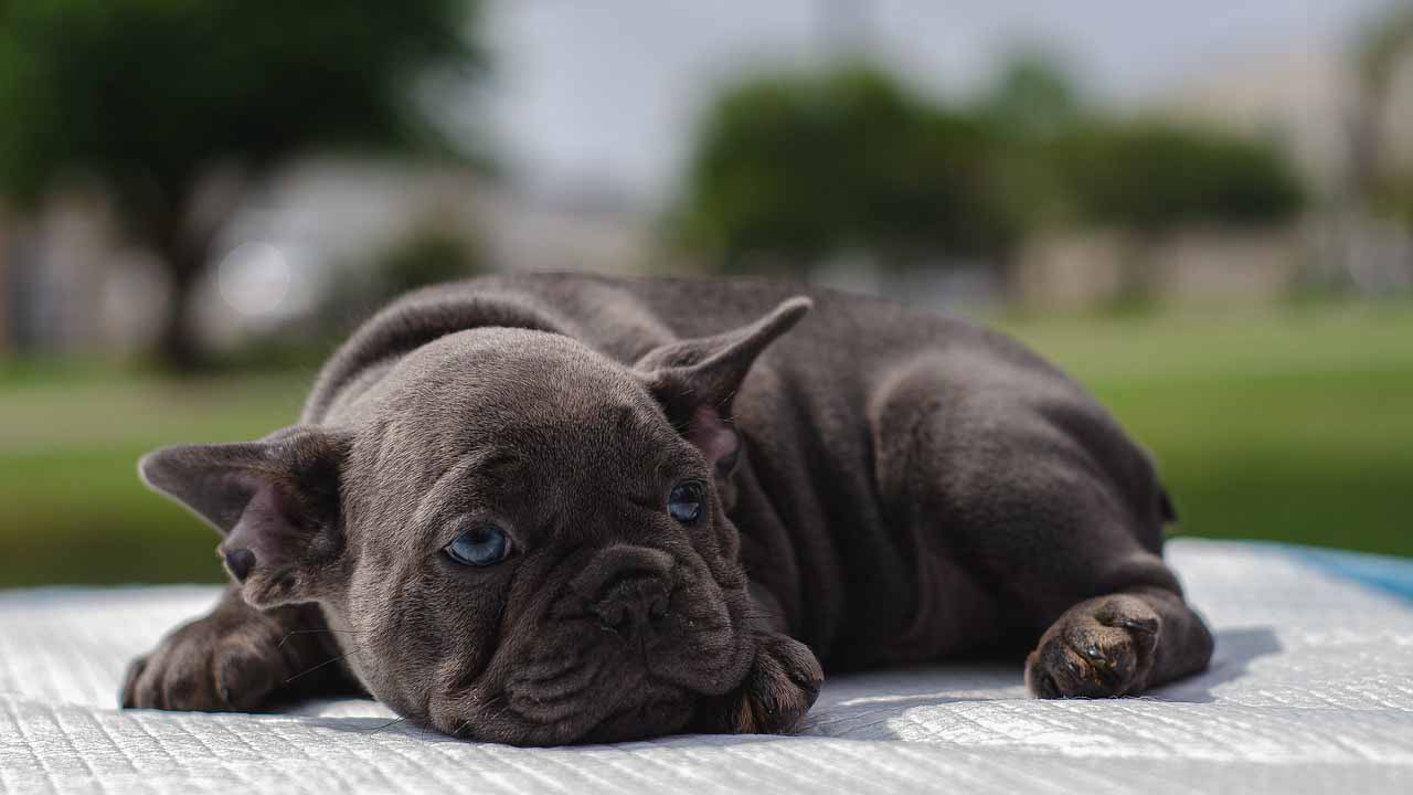 Cucciolo triste