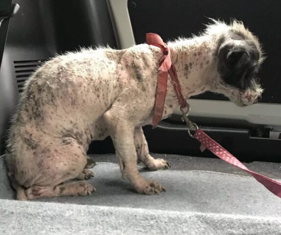 La trasformazione del cane senza pelliccia è incredibile: ecco com’è Romeo oggi