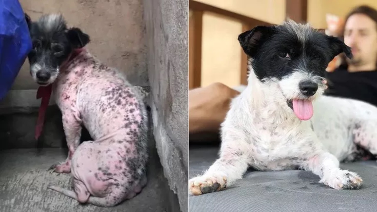 trasformazione del cane senza pelliccia