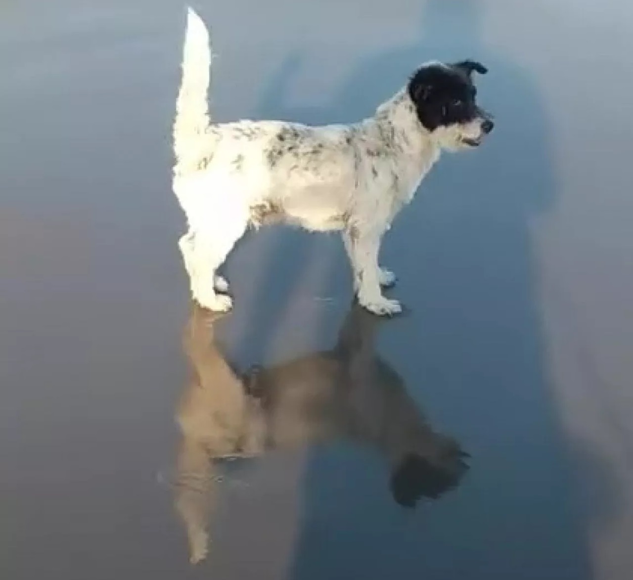 Cucciolo di cane bianco e nero