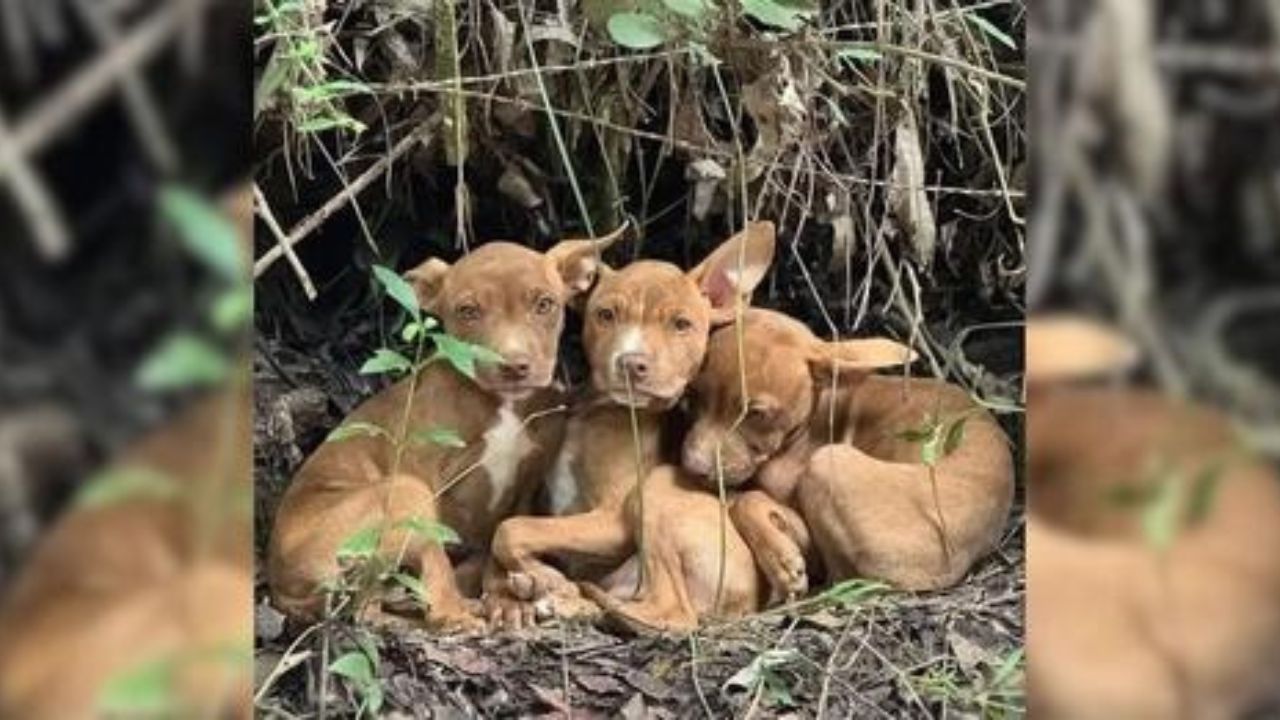 cuccioli fratelli