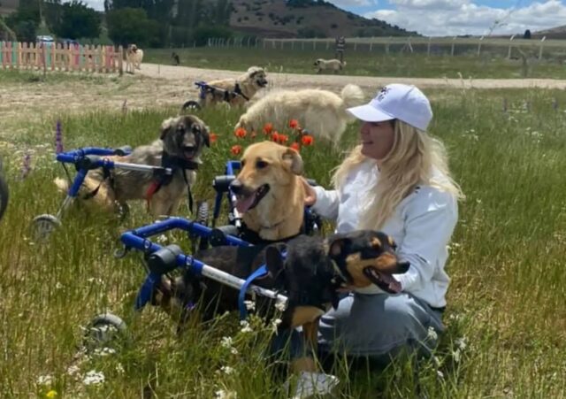 Donna costruisce un treno per cani per portare i cuccioli disabili in giro