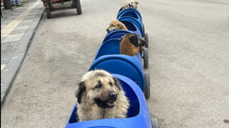 Treno dei cani