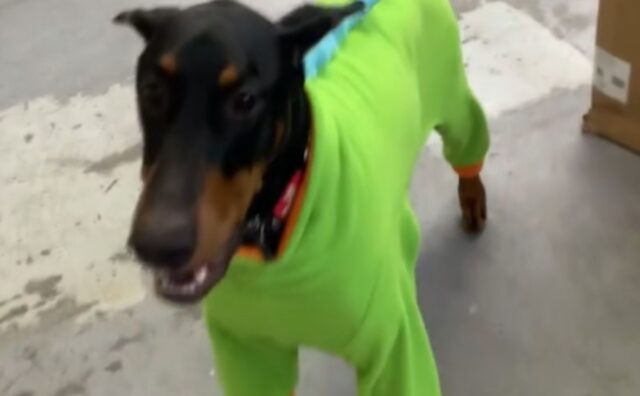 Niente da fare: questo cane non vuole proprio lasciare che il suo umano preferito tolga il pigiama (VIDEO)