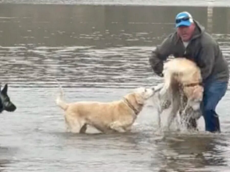 cani immersi in acqua