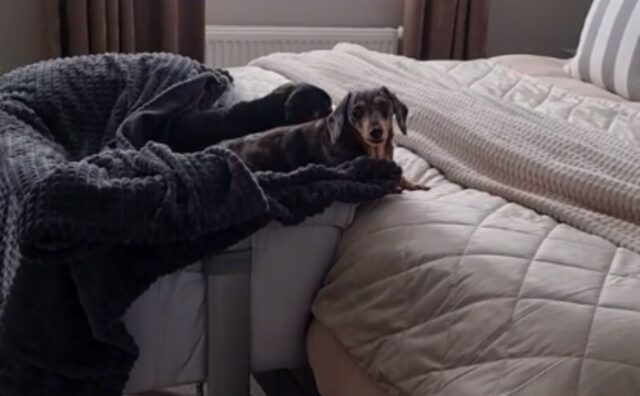 Questa donna ha confessato di usare la culla accanto a letto per i suoi cani e chi ha capito il motivo è entusiasta (VIDEO)