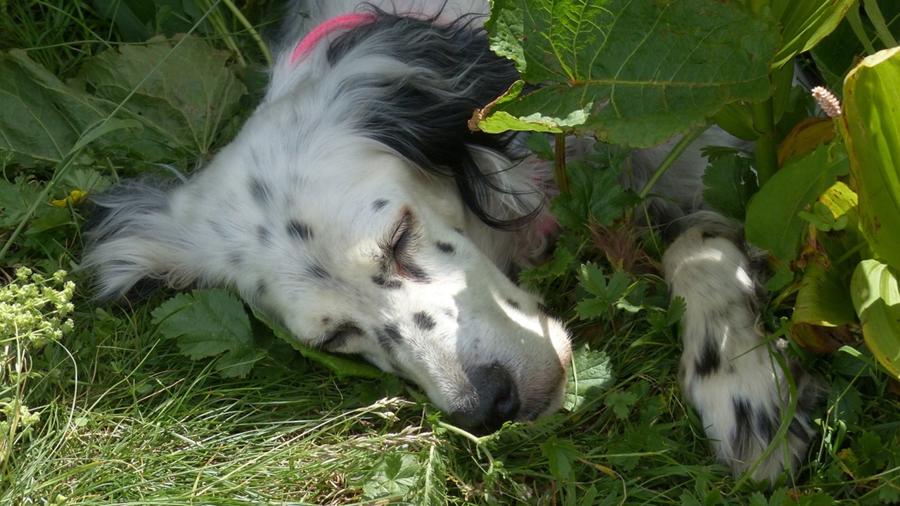 Setter inglese nel bosco