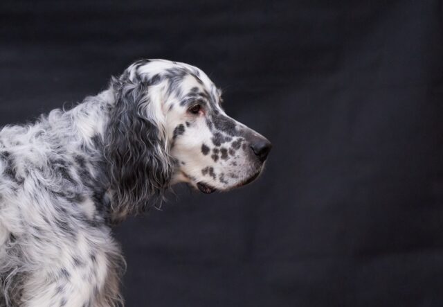 Vendesi cane per inutilizzo: annuncio choc in provincia di Ancona