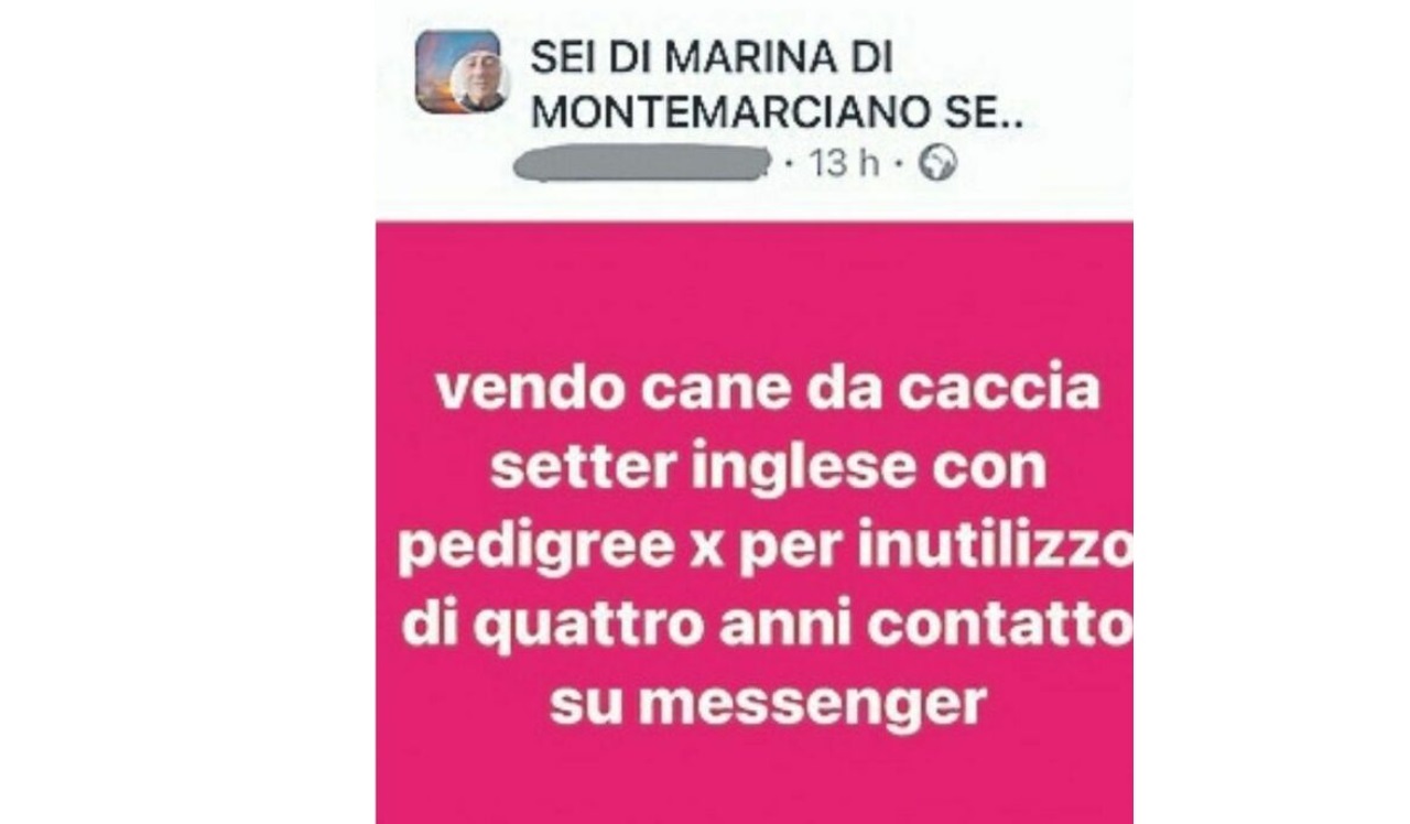 Vendesi cane per inutilizzo