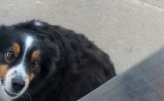 Ogni mattina alle 7 questo cane va a trovare il vicino di casa e il motivo è molto più furbo di quanto si possa pensare (VIDEO)