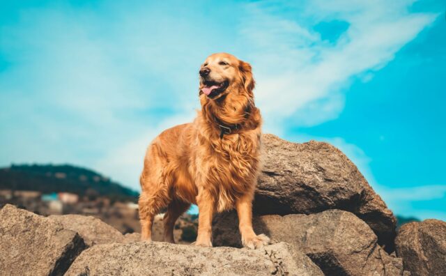 Ha dato viva a oltre 300 cuccioli: questo Golden Retriever è un papà cane da record