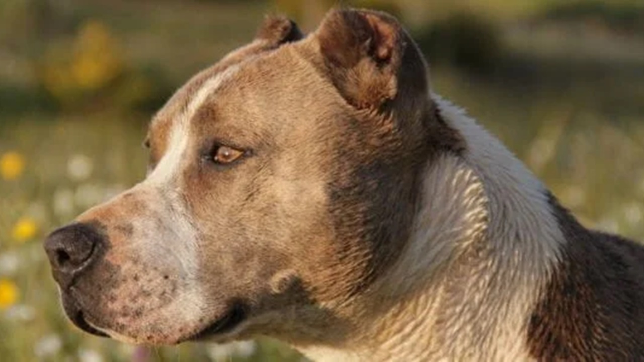 Sguardo attento del cane