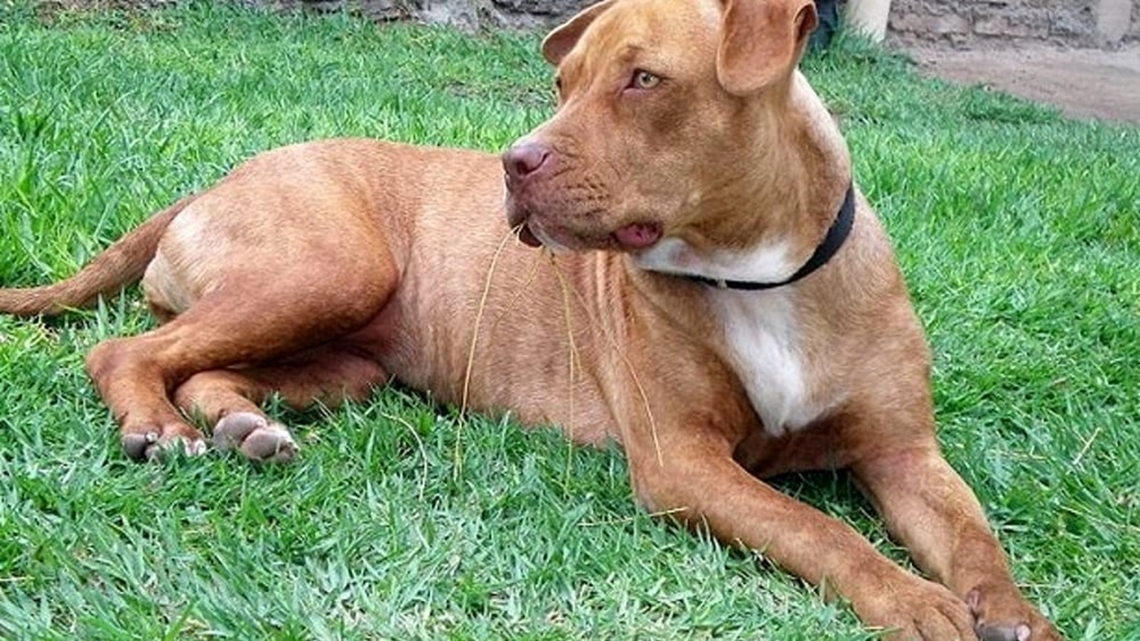 Pitbull nel giardino