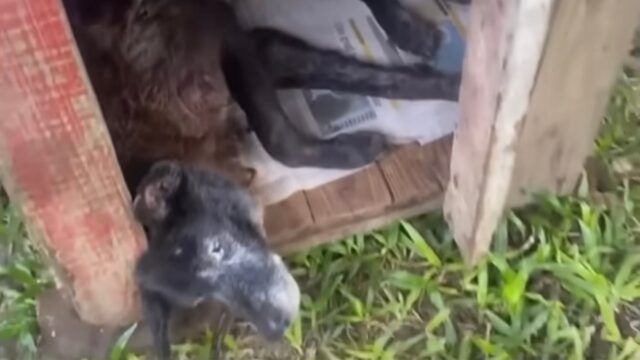 Ammalato e incatenato, il cane si disperava pregando il suo proprietario di non fargli questo – Video